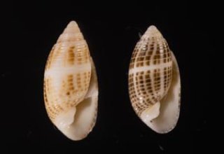 コシイノミガイ Pupa strigosafig.1
