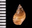 ケハダヨコスジニナ Angiola longispirafig.2