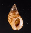 ケハダヨコスジニナ Angiola longispirafig.1