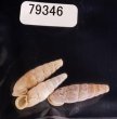 シリオレギセル Decolliphaedusa bilabratafig.1