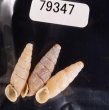 シリオレギセル Decolliphaedusa bilabratafig.1