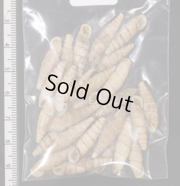 画像2: シリオレギセル  SALE! (2)