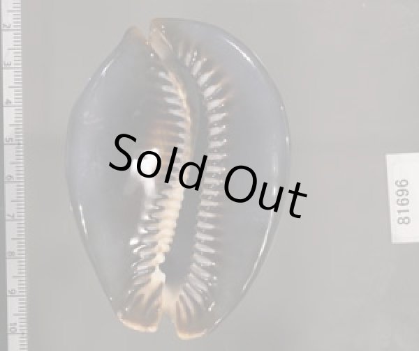 画像2: ハチジョウダカラ (2)