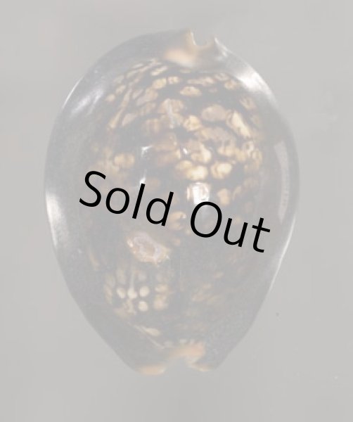 画像1: ハチジョウダカラ (1)