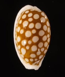タカラガイ Cowries - 美貝 BIGAI (Page 1)