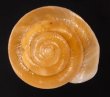 ヒカリマイマイ Quantula striatafig.1
