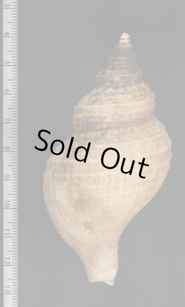 画像2: ヒメエゾボラモドキ (2)