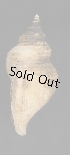 画像3: ヒメエゾボラモドキ (3)