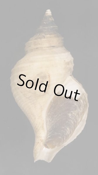 画像1: ヒメエゾボラモドキ (1)