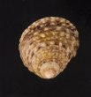 オキナワイシダタミ cf. Monodonta labio cf.fig.2