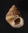 オキナワイシダタミ cf. Monodonta labio cf.fig.1