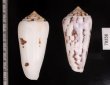 シノノメイモ Conus gubernatorfig.2