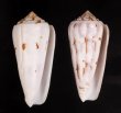 シノノメイモ Conus gubernatorfig.1