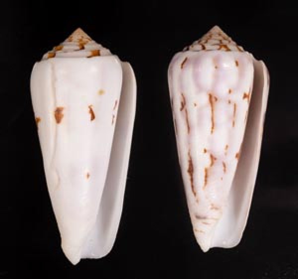 シノノメイモ Conus gubernatorfig.1