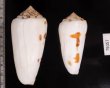 シノノメイモ Conus gubernatorfig.2