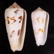 シノノメイモ Conus gubernatorfig.1