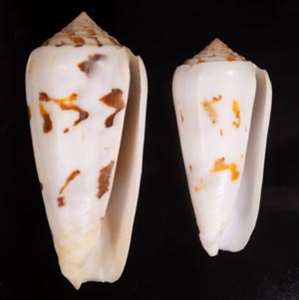 シノノメイモ Conus gubernatorfig.1