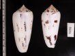 シノノメイモ Conus gubernatorfig.2