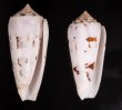 シノノメイモ Conus gubernatorfig.1