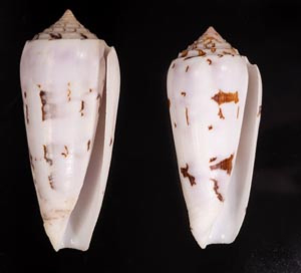 シノノメイモ Conus gubernatorfig.1
