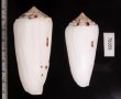 シノノメイモ Conus gubernatorfig.2