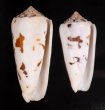 シノノメイモ Conus gubernatorfig.1