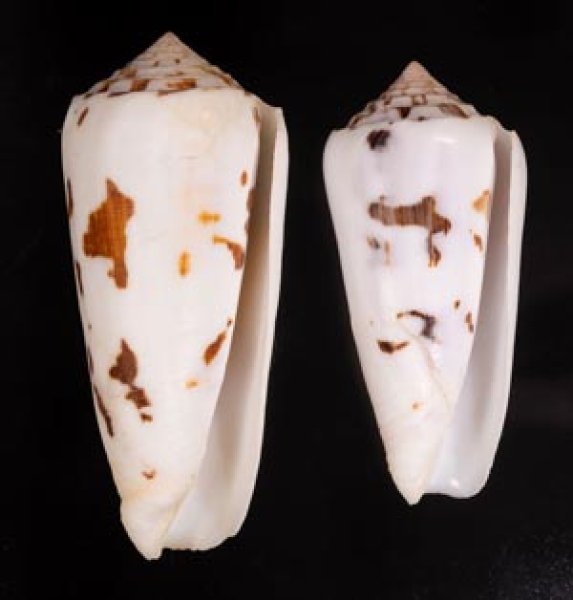 シノノメイモ Conus gubernatorfig.1