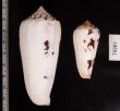 シノノメイモ Conus gubernatorfig.2