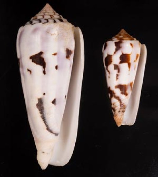 シノノメイモ Conus gubernatorfig.1