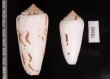 シノノメイモ Conus gubernatorfig.2