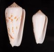 シノノメイモ Conus gubernatorfig.1