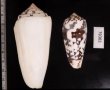シノノメイモ Conus gubernatorfig.2