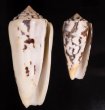 シノノメイモ Conus gubernatorfig.1