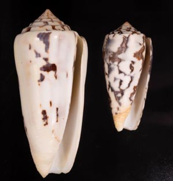 シノノメイモ Conus gubernatorfig.1