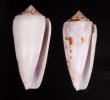 シノノメイモ Conus gubernatorfig.1
