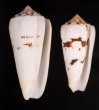 シノノメイモ Conus gubernatorfig.1