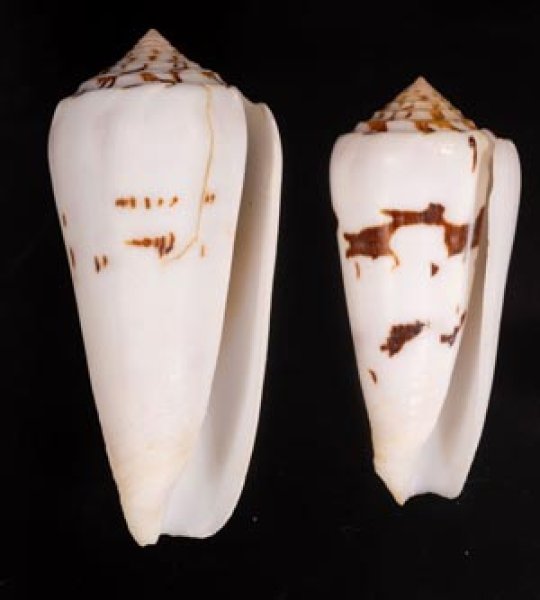 シノノメイモ Conus gubernatorfig.1