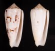 シノノメイモ Conus gubernatorfig.1