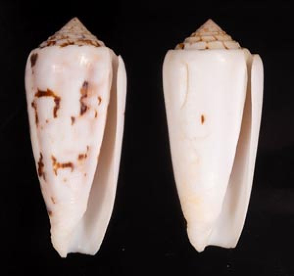 シノノメイモ Conus gubernatorfig.1