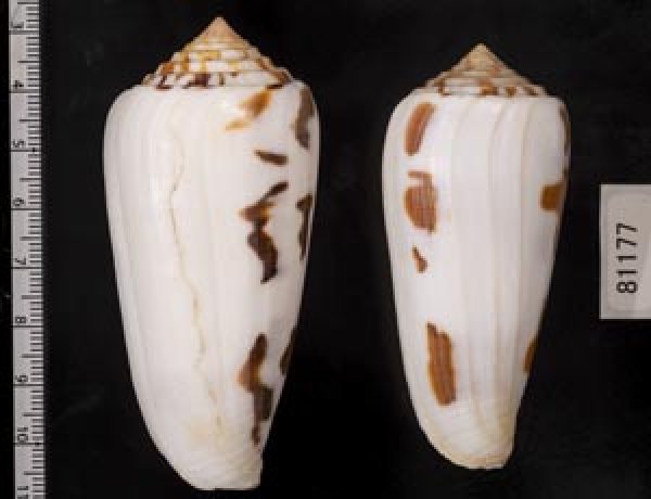 画像2: シノノメイモ (2)