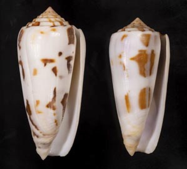 画像1: シノノメイモ (1)