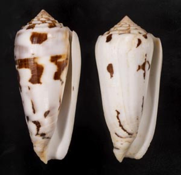 画像1: シノノメイモ (1)