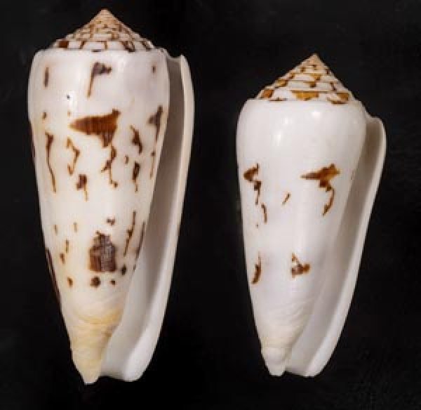 画像1: シノノメイモ (1)