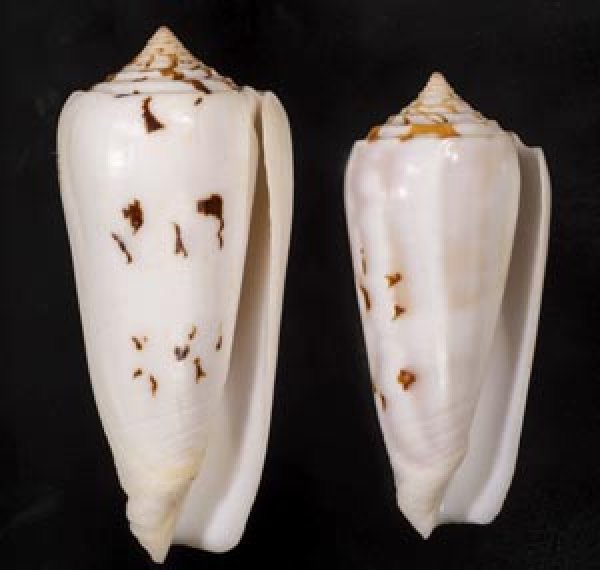 画像1: シノノメイモ (1)