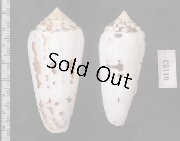 画像2: シノノメイモ (2)