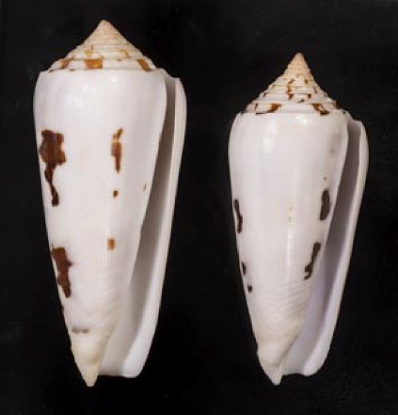 画像1: シノノメイモ (1)