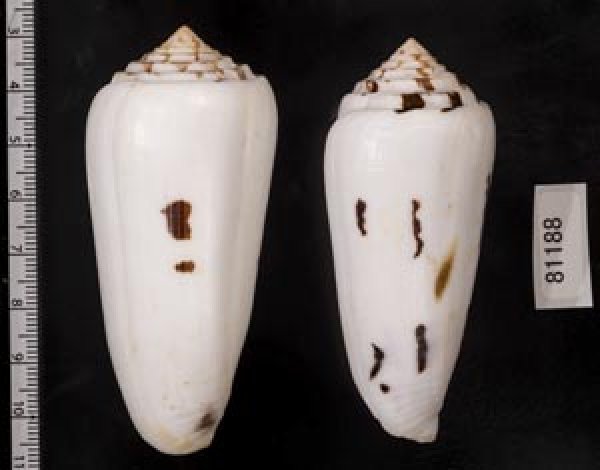 画像2: シノノメイモ (2)