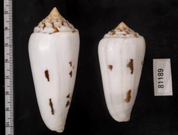 画像2: シノノメイモ (2)