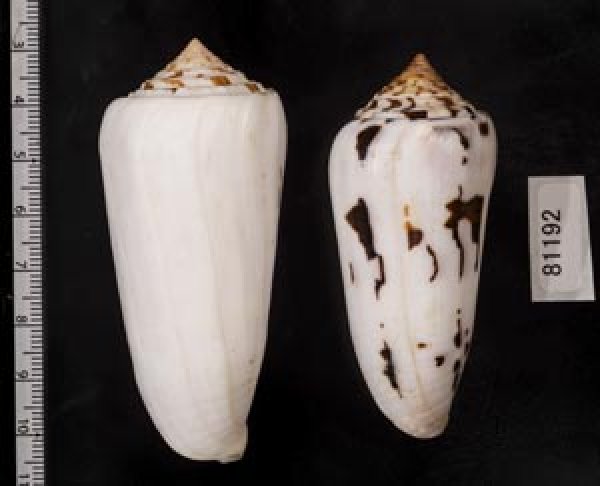 画像2: シノノメイモ (2)