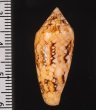 キンランイモ Conus legatusfig.2